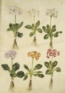 Primula ×pubescens (Garden Auricula)