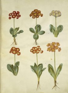 Primula ×pubescens (Garden Auricula)