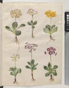 Primula ×pubescens Wulfen (Garden Auricula)