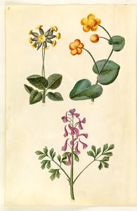 Primula veris (Cowslip); Caltha palustris (Marsh Marigold); Corydalis cava (Hollowroot)