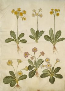 Primula veris (Hybrid of Cowslip); Primula vulgaris (Hybrid of Primrose)