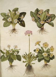 Primula Vulgaris (Hybrid of Large-Flowered Primrose); Primula Farinosa (Mealy Primrose)