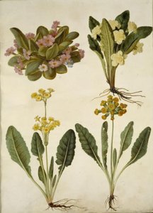 Primula Vulgaris (Carnival Primrose); Primula Vulgaris (Hybrid of Large-Flowered Primrose); Primula Veris (Hybrid of Cowslip)