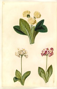 Primula vulgaris (Large-flowered Primrose); Primula ×pubescens (Garden Auricula)