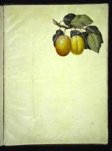 Prunus domestica (Plum) by Hans Simon Holtzbecker