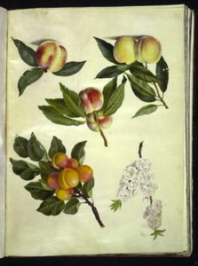 Peach; Common Apricot by Hans Simon Holtzbecker