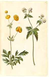 Ranunculus Acris (Buttercup); Ranunculus Aconitifolius (Fair Maids of France)