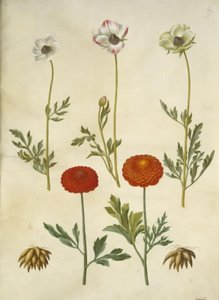 Ranunculus Asiaticus (Garden Ranunculus)