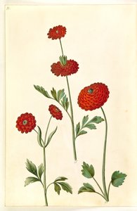 Ranunculus Asiaticus (Garden Ranunculus)