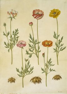 Ranunculus asiaticus (Garden Ranunculus)