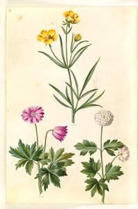Ranunculus illyricus (Steppe Buttercup); Anemone nemorosa (Wood Anemone)