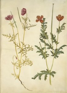 Roemeria hybrida (Violet Horned Poppy); Glaucium corniculatum (Red Horned Poppy)