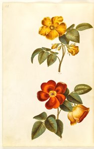 Rosa foetida (yellow rose); Rosa foetida (Turkish rose) by Hans Simon Holtzbecker