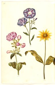 Saponaria officinalis; Convolvulus tricolor; Helianthus (?)