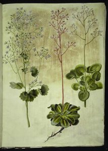 Saxifraga rotundifolia (round-leaved saxifrage); Saxifraga umbrosa (shade saxifrage); Saxifraga geum (porcelain flower)