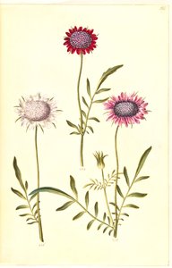 Scabiosa Atropurpurea (Pincushion Flower)