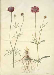 Scabiosa atropurpurea
