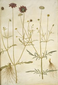 Scabiosa atropurpurea (Widow Flower); Scabiosa columbaria (Pigeon Scabious)