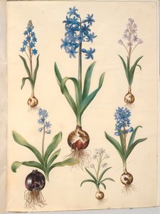 Two-leaf Squill; Common Hyacinth; Sky-blue Squill