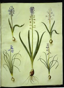Scilla bifolia; Muscari comosum; Brimeura amethystina