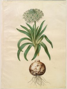 Scilla Peruviana (Giant Squill) by Hans Simon Holtzbecker