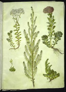 Sedum album; Sedum anacampseros; Sedum; Suaeda vera; Sedum rupestre