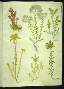 Sempervivum arachnoideum (Cobweb Houseleek); Sedum album (White Stonecrop); Sedum acre (Biting Stonecrop); Sedum rupestre (Rock Stonecrop); Sedum sexangulare (Six-rowed Stonecrop)