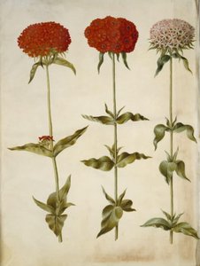 Silene chalcedonica (Burning Love)