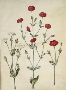 Silene Coronaria (Crown Lychnis)