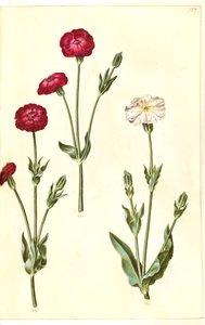 Silene coronaria
