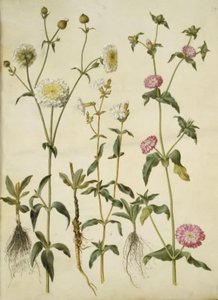 Silene latifolia (Evening Campion); Silene dioica (Day Campion)
