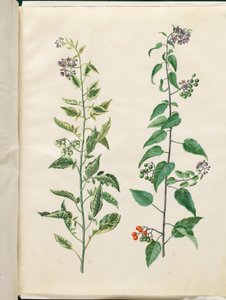 Solanum dulcamara (Bittersweet Nightshade)