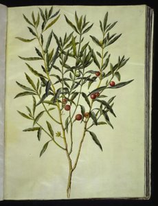 Solanum Pseudocapsicum (Jerusalem Cherry)
