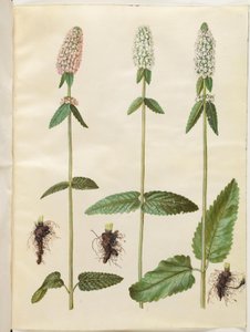 Stachys officinalis by Hans Simon Holtzbecker