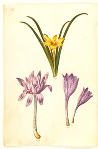 Sternbergia lutea (Common Sternbergia); Colchicum autumnale (Autumn Crocus); Colchicum variegatum (Variegated Crocus)