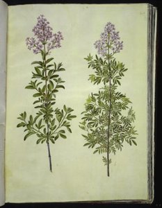 Syringa ×laciniata