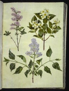 Syringa ×persica (Persian Lilac); Philadelphus coronarius (Mock Orange); Syringa vulgaris (Common Lilac)