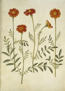 Tagetes Patula (French Marigold)