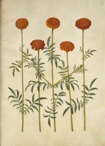 Tagetes patula (French Marigold)