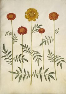 Tagetes patula