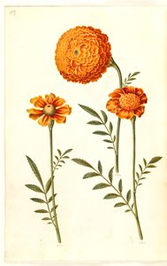 Tagetes Patula (French Marigold)