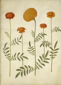 Tagetes patula (French Marigold); Tagetes erecta (African Marigold)