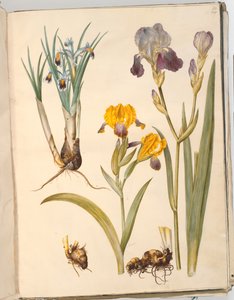 Title: Iris persica (Persian Iris); Iris variegata (Variegated Iris); Iris ×sambucina (Elder Iris)