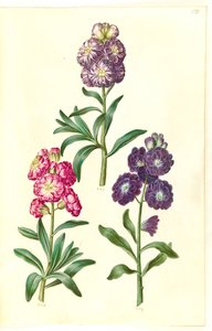 Title Page. Flower Wreath