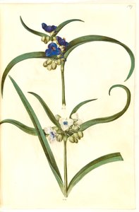Tradescantia Virginiana or Tradescantia Ohiensis (?) (Spiderwort) by Hans Simon Holtzbecker