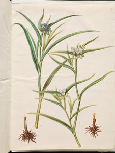 Tradescantia virginiana or Tradescantia ohiensis