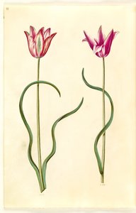 Tulipa clusiana (Clusius Tulip)