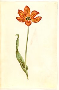Tulipa gesneriana (Garden Tulip)
