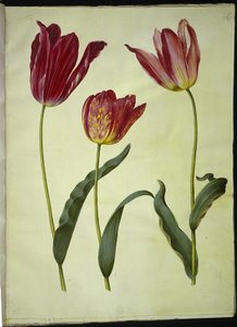Tulipa Gesneriana (Garden Tulip) by Hans Simon Holtzbecker