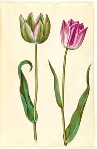 Tulipa gesneriana (Garden Tulip)